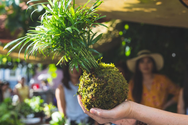 atelier-kokedama Atelier végétal de création d'un kokedama, une plante dans une sphère de mousse.