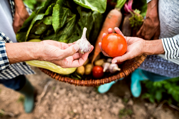ateliers potager