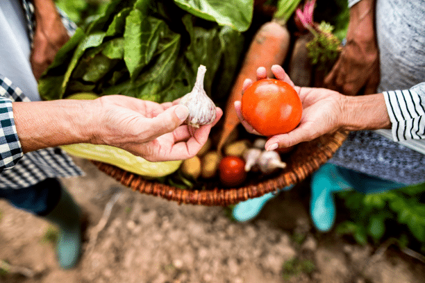 atelier-potager-legumes Des jardiniers cueille des légumes au potager.