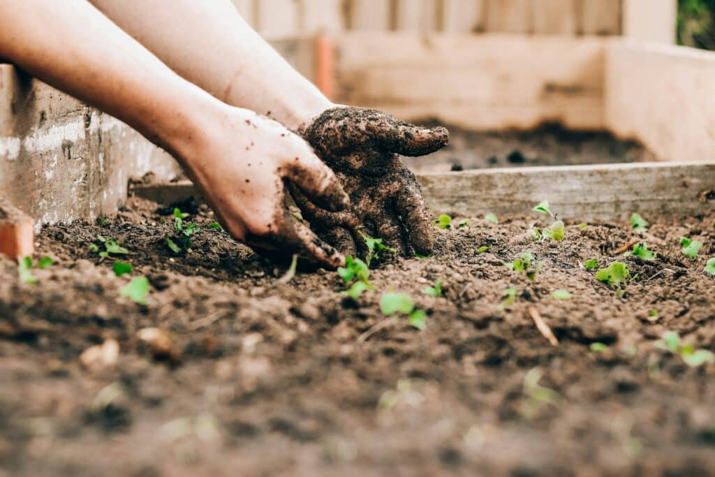 mains-dans-la-terre Jardinier qui met les mains dans la terre au potager pour planter et semer.