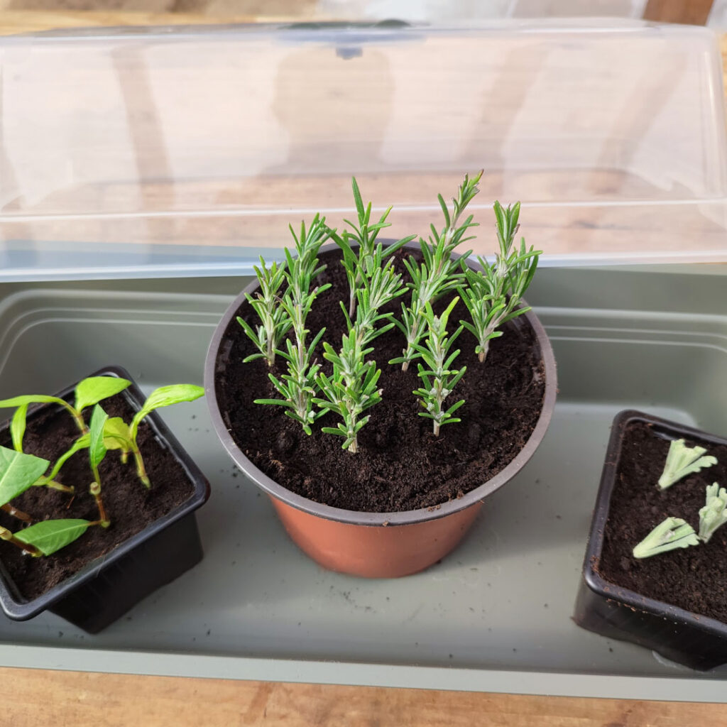 atelier-bouturage Bouturage de plantes