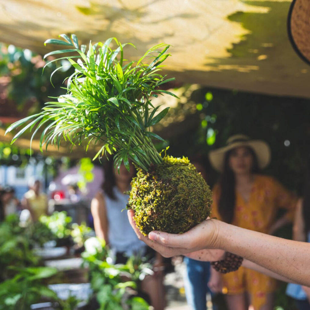 kokedama Fabrication d'un kokedama