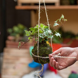 kokedama-lierre Exemple de kokedama