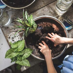 plante-kokedama Création d'un kokedama