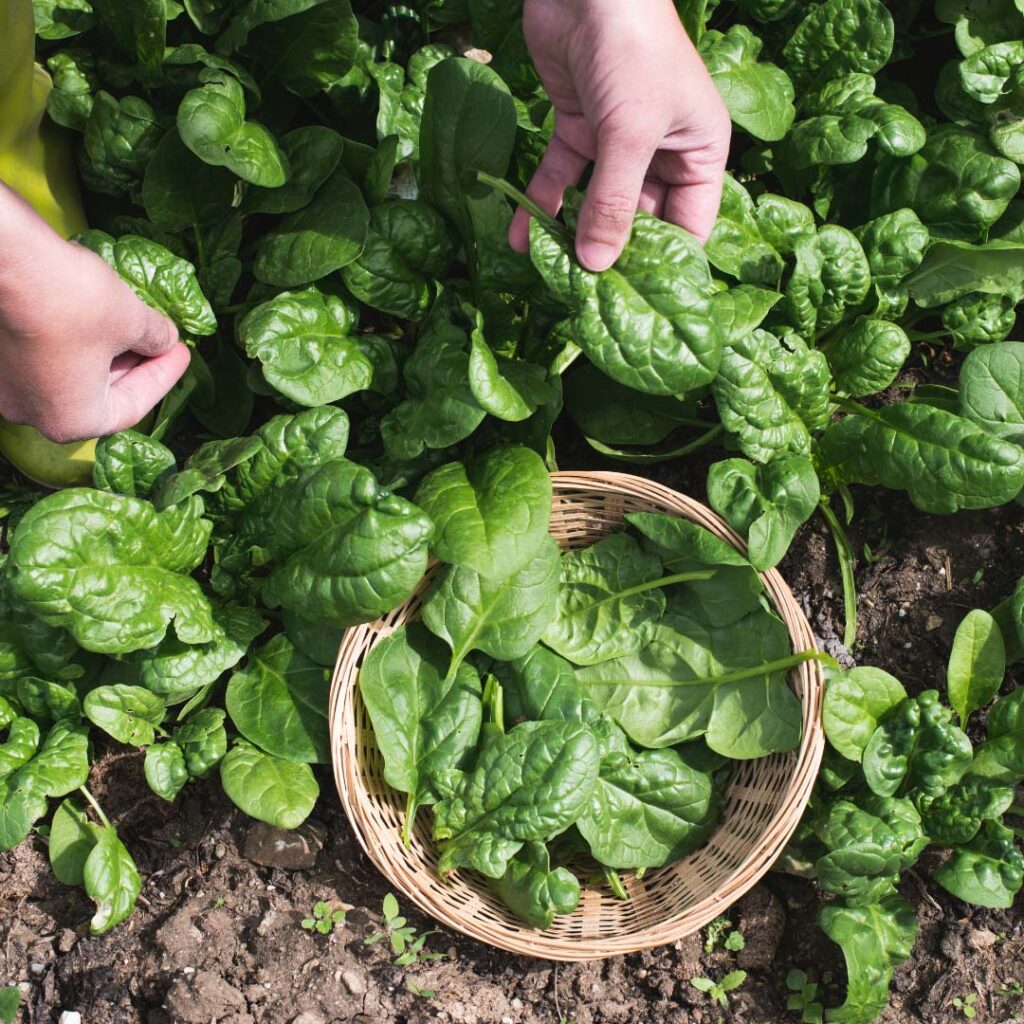 recolte-epinards Récolte de feuilles d'épinards au potager